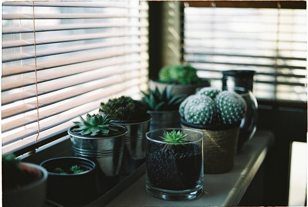 window plants