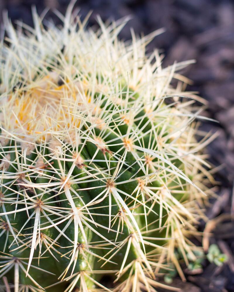 small round cacti
