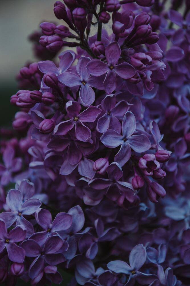 Purple Flowers