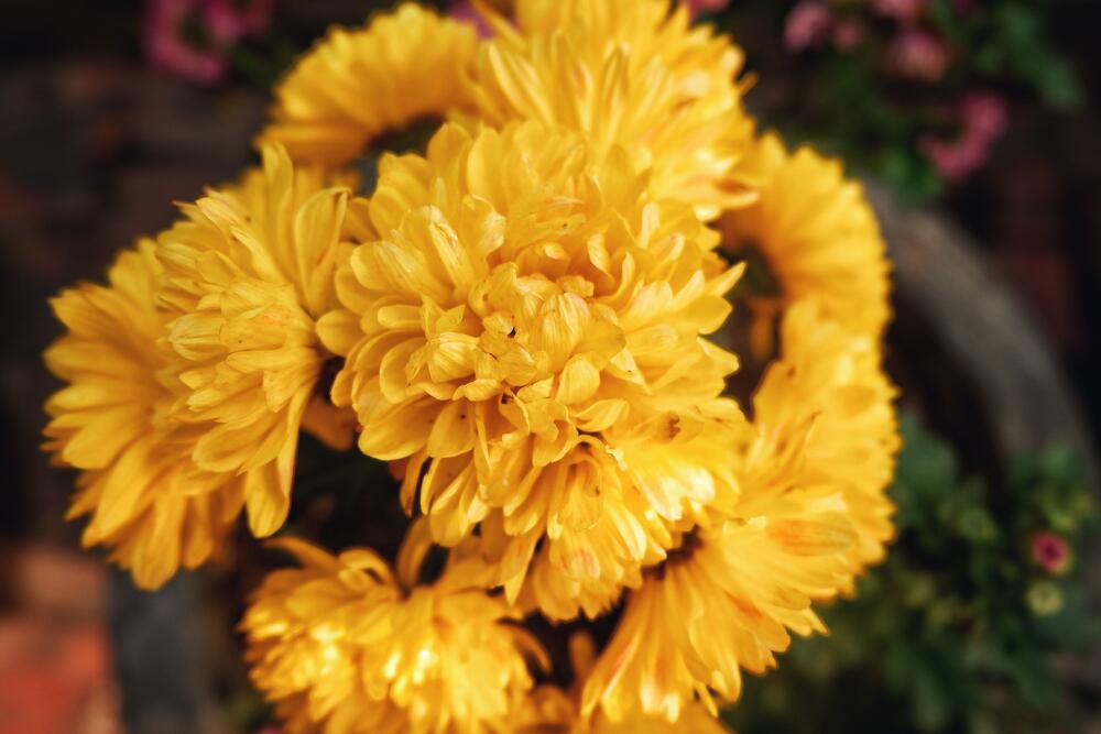 Yellow Chrysanthemum
