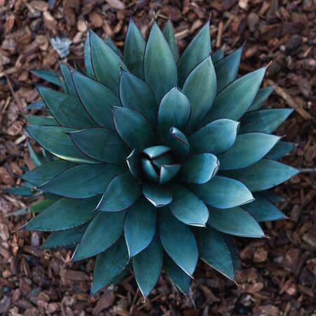 Blue Agave